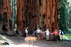 Sequoia