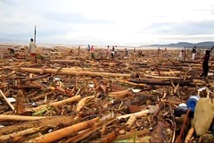 Illegal Logging & Our FSC Woods