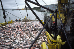 Red Salmon Cannery
