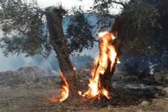 Settlers destroying 250 Palesinian Trees