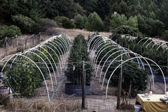 Mendocino Pot