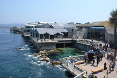 Monterey Aquarium
