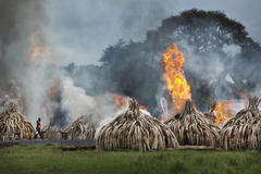 Fighting Ivory Poachers 2016