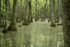 Cyprus Swamp